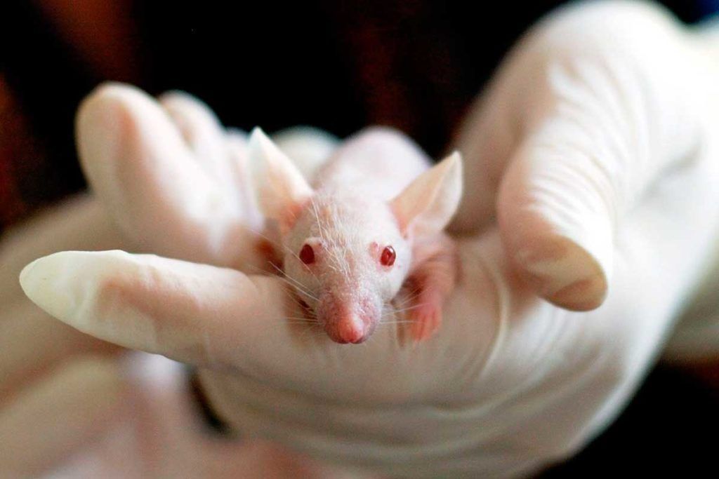 Hallan evidencias sobre el origen animal de la variante ómicron