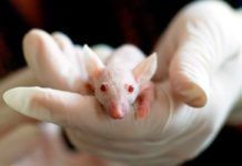 Hallan evidencias sobre el origen animal de la variante ómicron Hallan evidencias sobre el origen animal de la variante ómicron