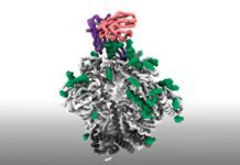Primer paso para la ‘vacuna inversa’ del virus del sida Primer paso para la ‘vacuna inversa’ del virus del sida