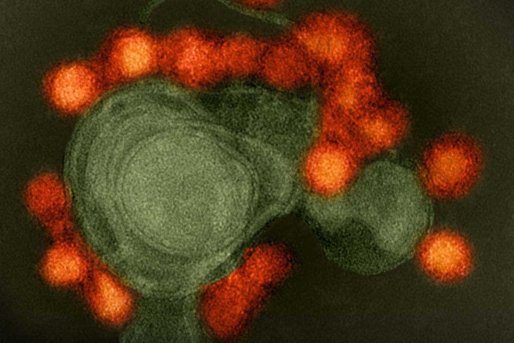 Hacia la vacuna para el virus del zika