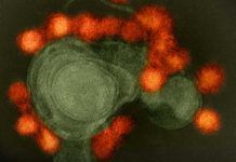 Hacia la vacuna para el virus del zika Hacia la vacuna para el virus del zika