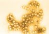 Relación entre infección por enterovirus y diabetes tipo 1 Relación entre infección por enterovirus y diabetes tipo 1