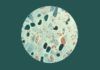 La bacteria de la lepra puede regenerar órganos vitales La bacteria de la lepra puede regenerar órganos vitales