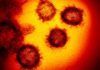 Hallan una nueva vía de entrada del coronavirus en las células Hallan una nueva entrada en las células del coronavirus