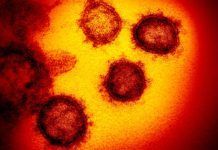 Hallan una nueva vía de entrada del coronavirus en las células Hallan una nueva entrada en las células del coronavirus