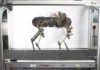 ‘Morti’, el perro robot que aprendió a andar en una hora ‘Morti’, el perro robot que aprendió a andar en una hora