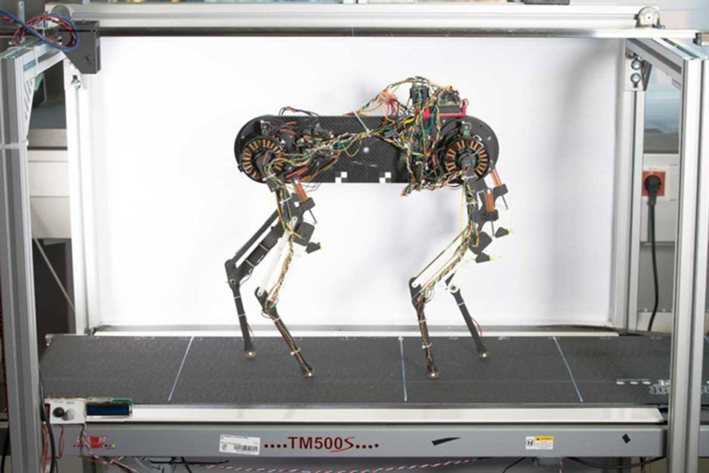 ‘Morti’, el perro robot que aprendió a andar en una hora