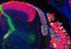 Desvelan la biología molecular del ‘sexto sentido’ Desvelan la biología molecular del sexto sentido