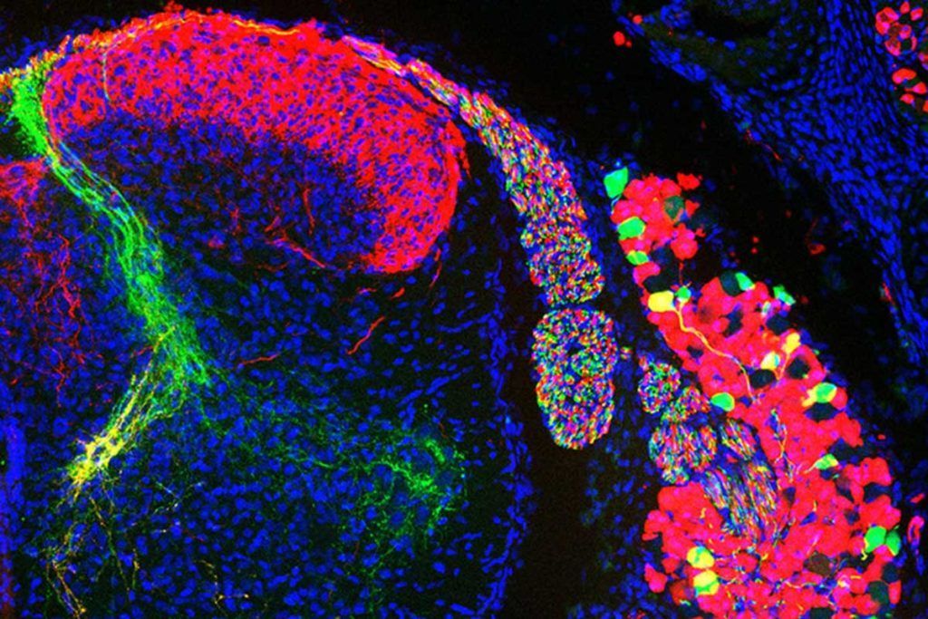 Desvelan la biología molecular del sexto sentido