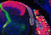 Desvelan la biología molecular del ‘sexto sentido’ Desvelan la biología molecular del sexto sentido