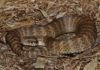 Primera descripción anatómica del clítoris de una serpiente Primera descripción anatómica del clítoris de una serpiente
