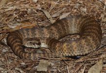 Primera descripción anatómica del clítoris de una serpiente Primera descripción anatómica del clítoris de una serpiente