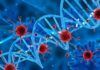 Nuevo trastorno génico que causa susceptibilidad a infecciones oportunistas Un nuevo trastorno génico causa susceptibilidad a infecciones oportunistas