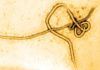 Anticuerpos humanos contra dos variedades del Ébola Anticuerpos humanos contra dos variedades del Ébola