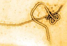 Anticuerpos humanos contra dos variedades del Ébola Anticuerpos humanos contra dos variedades del Ébola