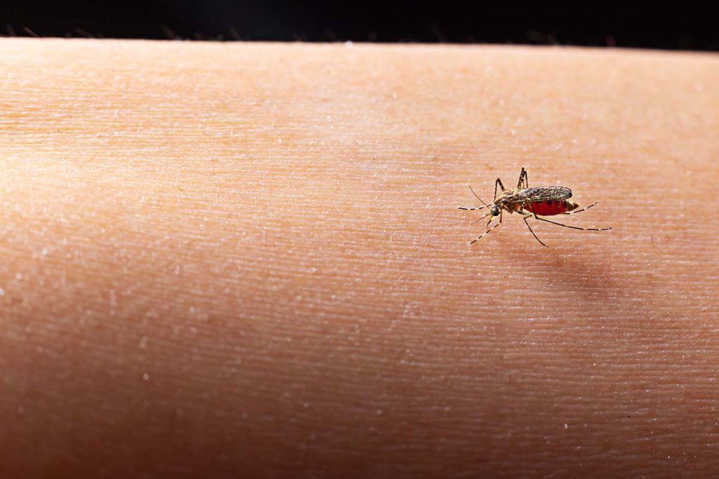 Los mosquitos nos transfieren bacterias al posarse sobre la piel