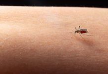 Los mosquitos nos transfieren bacterias al posarse sobre la piel Los mosquitos nos transfieren bacterias al posarse sobre la piel