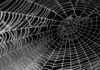Utilizan las proteínas de la tela de araña para fabricar un gel biomédico Utilizan las proteínas de la tela de araña para fabricar un gel biomédico