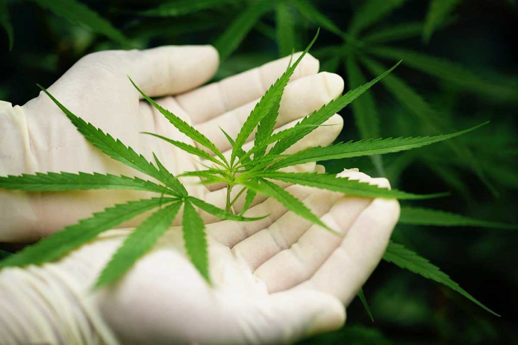 El cannabidiol reduce el tabaquismo
