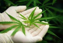 El cannabidiol reduce el tabaquismo El cannabidiol reduce el tabaquismo
