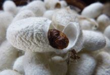 Gusano de seda ‘versus’ tela de araña Gusano de seda versus tela de araña