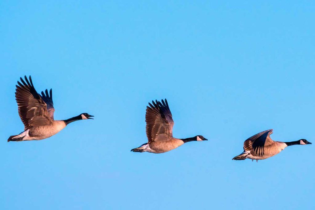 De los patos griposos a los gatos atáxicos
