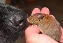 Hallan las neuronas receptoras del olfato en animales que detectan amenazas Hallan las neuronas receptoras del olfato que detectan amenazas