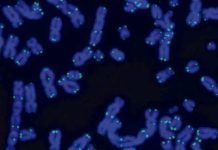 Telómeros, mitocondrias e inflamación, contra el cáncer Telómeros, mitocondrias e inflamación, contra el cáncer