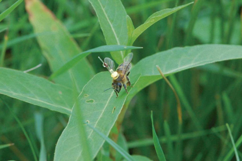 Las abejas siguen puntos de referencia lineales para regresar al panal