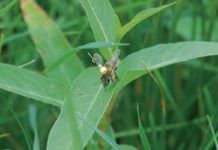Las abejas siguen puntos de referencia lineales para regresar al panal Las abejas siguen puntos de referencia lineales para regresar al panal
