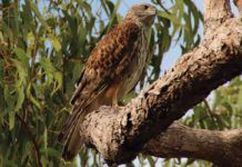 Azor rojo de Australia en peligro de extinción Azor rojo de Australia en peligro de extinción
