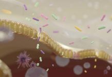 Relacionan tres bacterias de la microbiota con demencia con cuerpos de Lewy Relacionan tres bacterias de la microbiota con demencia con cuerpos de Lewy