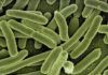 Sí, hay bacterias que comen y digieren plástico Sí, hay bacterias que comen y digieren plástico