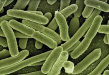 Sí, hay bacterias que comen y digieren plástico Sí, hay bacterias que comen y digieren plástico