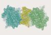 Descubren la estructura 3D completa de la proteína p53 Descubren la estructura 3D completa de la proteína p53