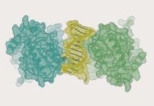 Descubren la estructura 3D completa de la proteína p53 Descubren la estructura 3D completa de la proteína p53