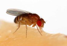 Descifran el sistema neuronal y muscular de la mosca de la fruta Descifran el sistema neuronal y muscular de la mosca de la fruta