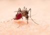 La saliva de los mosquitos que transmiten el dengue debilita nuestras defensas La saliva de los mosquitos que transmiten el dengue debilita nuestras defensas