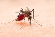 La saliva de los mosquitos que transmiten el dengue debilita nuestras defensas La saliva de los mosquitos que transmiten el dengue debilita nuestras defensas