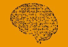 Imágenes inéditas del cerebro profundo con microscopía multifotónica Imágenes inéditas del cerebro profundo con microscopía multifotónica