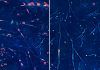 Identifican posibles fármacos antienvejecimiento con IA Identifican posibles fármacos antienvejecimiento con IA