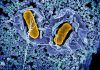 Innovador biosensor portátil que detecta ‘salmonella’ en alimentos Innovador biosensor portátil que detecta salmonella en alimentos