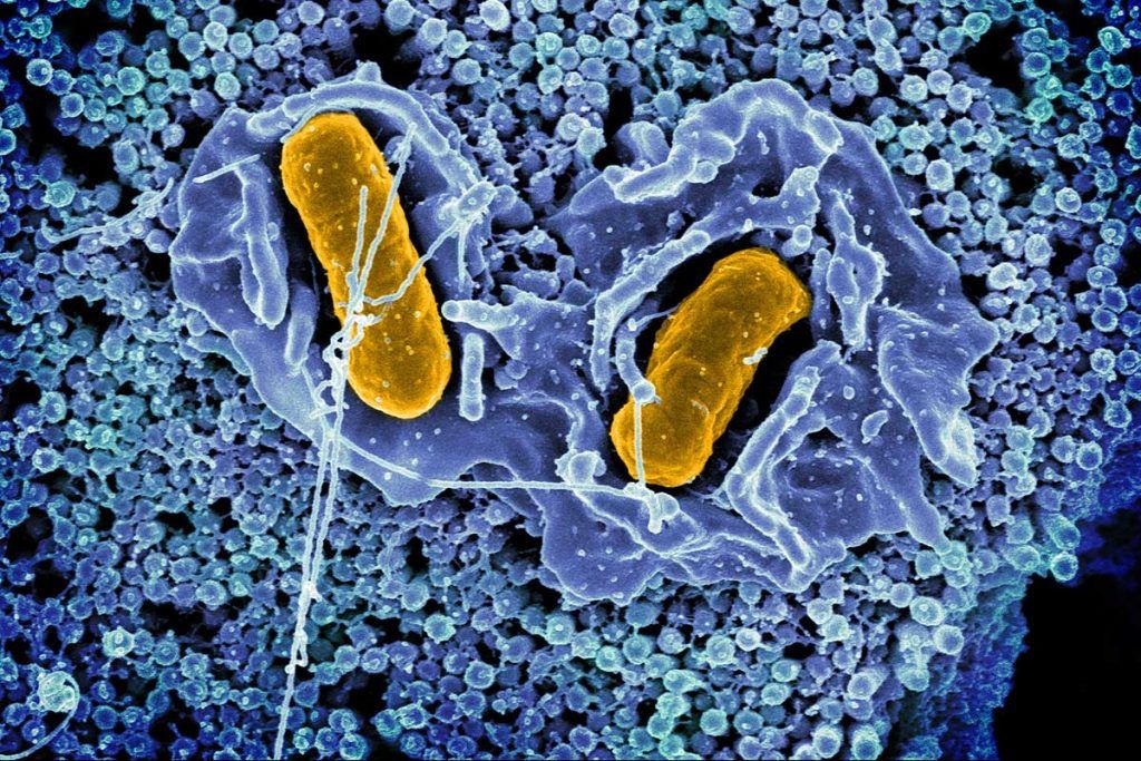 Innovador biosensor portátil que detecta salmonella en alimentos
