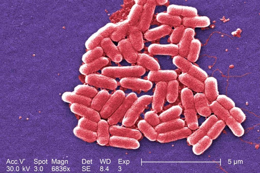 Diseñan antibióticos que actúan en el metabolismo de las bacterias