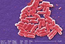 Diseñan antibióticos que actúan en el metabolismo de las bacterias Diseñan antibióticos que actúan en el metabolismo de las bacterias