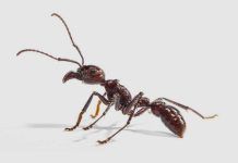 Algunas hormigas, al picar, trasmiten neurotoxinas como las serpientes Algunas hormigas, al picar, trasmiten neurotoxinas como las serpientes