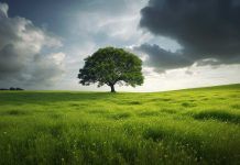 ¿Cómo influyen los árboles en la formación de nubes? ¿Cómo influyen los árboles en la formación de nubes?
