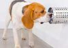 Perros entrenados detectan Covid-19 con más rapidez y precisión que las pruebas clínicas Perros entrenados detectan Covid-19 con más rapidez y precisión que las pruebas clínicas