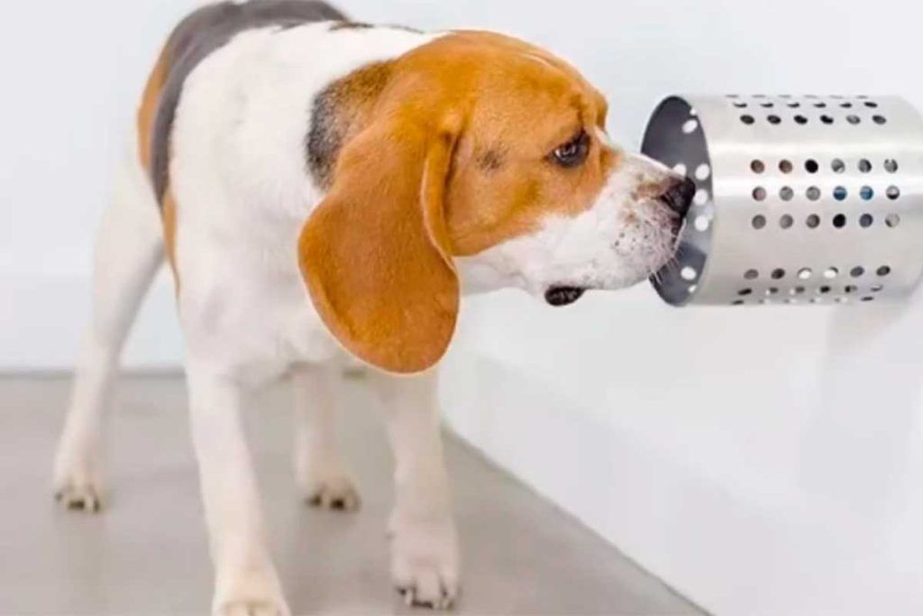 Perros entrenados detectan Covid-19 con más rapidez y precisión que las pruebas clínicas