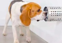 Perros entrenados detectan Covid-19 con más rapidez y precisión que las pruebas clínicas Perros entrenados detectan Covid-19 con más rapidez y precisión que las pruebas clínicas